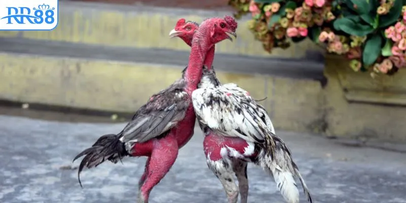 Tìm hiểu khái niệm live đá gà trực tiếp 